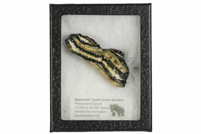 Mammoth Molar Slice With Case - South Carolina #106528